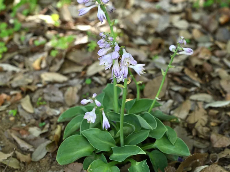 Hosta 'Blue Mouse Ears' (Hosta 'Blue Mouse Ears')