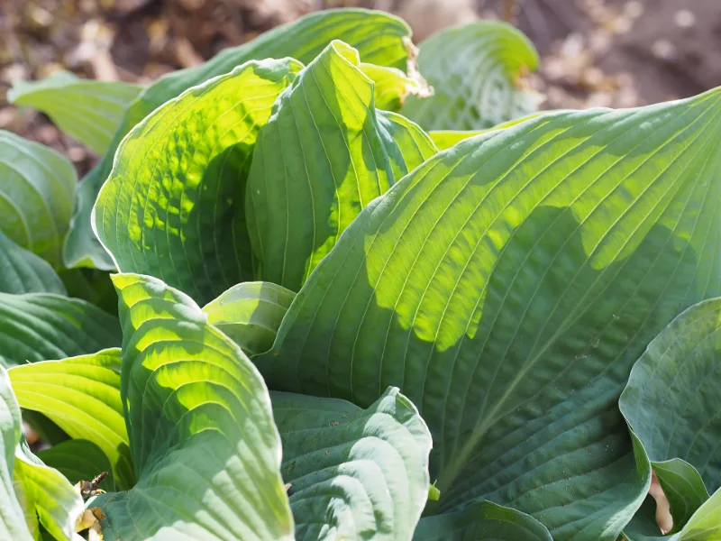 Hosta 'Elegans' (Hosta sieboldiana 'Elegans')