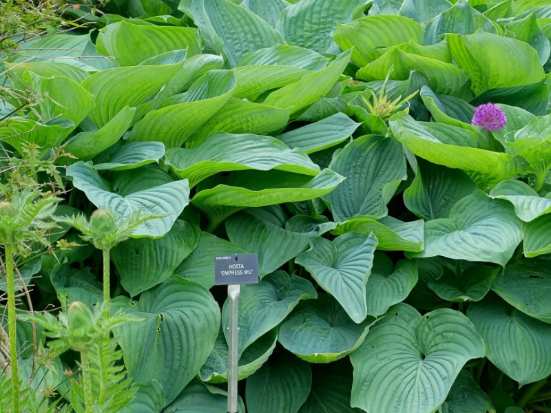 Hosta 'Empress Wu' (Hosta 'Empress Wu')