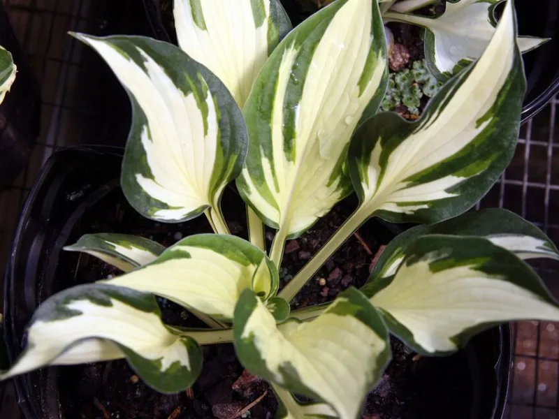 Hosta 'Fire and Ice' (Hosta 'Fire and Ice')