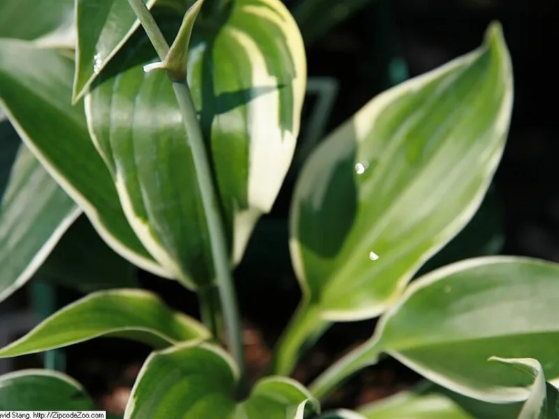 Hosta 'First Frost' (Hosta 'First Frost')