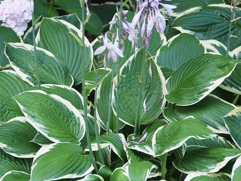 Hosta 'Francee' (Hosta 'Francee')