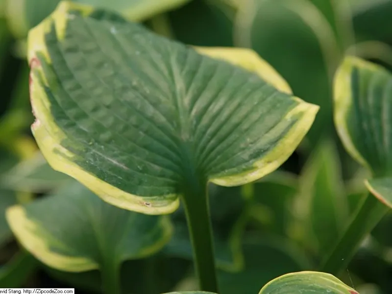 Hosta 'Frances Williams' (Hosta sieboldiana 'Frances Williams')