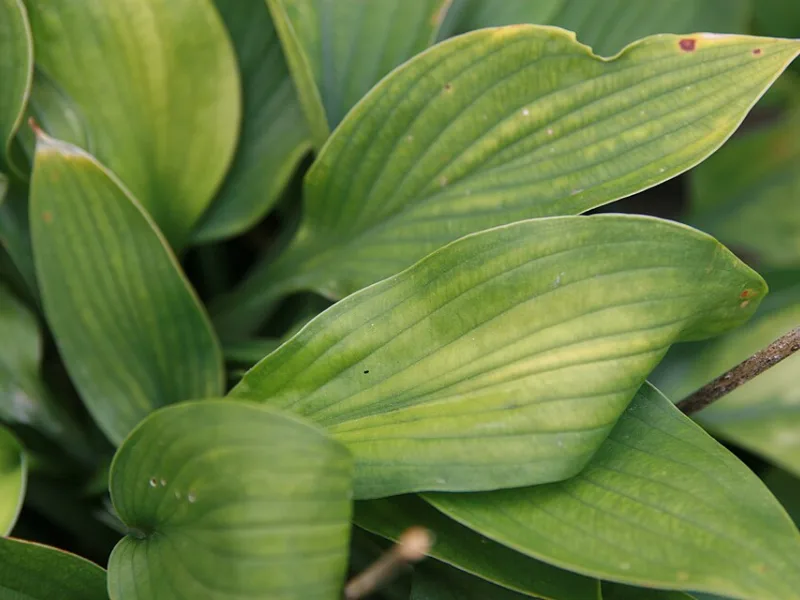 Hosta 'Gold Standard' (Hosta 'Gold Standard')