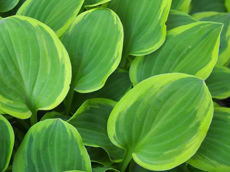 Hosta 'Golden Tiara' (Hosta 'Golden Tiara')