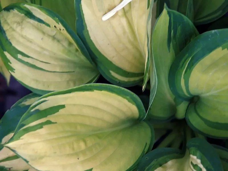 Hosta 'Great Expectations' (Hosta 'Great Expectations')