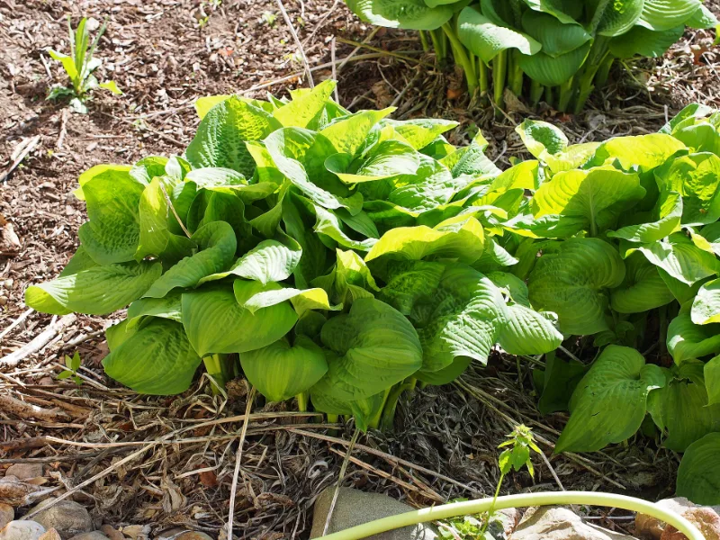 Hosta 'Guacamole' (Hosta 'Guacamole') in flower