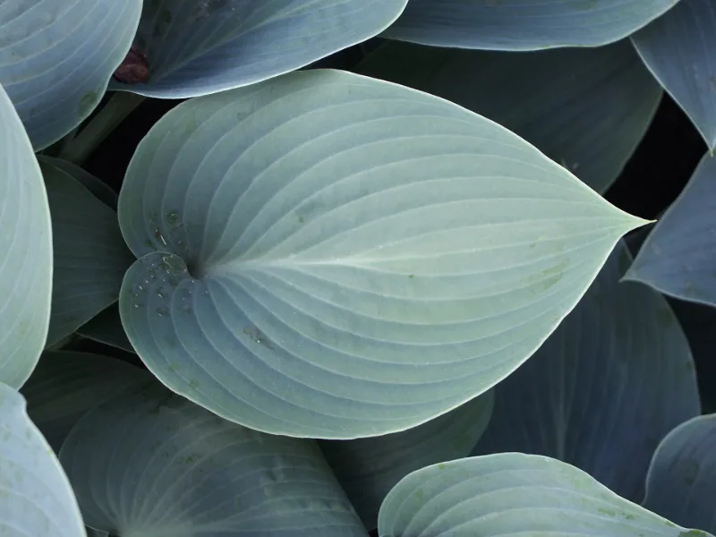 Hosta 'Halcyon' (Hosta 'Halcyon')