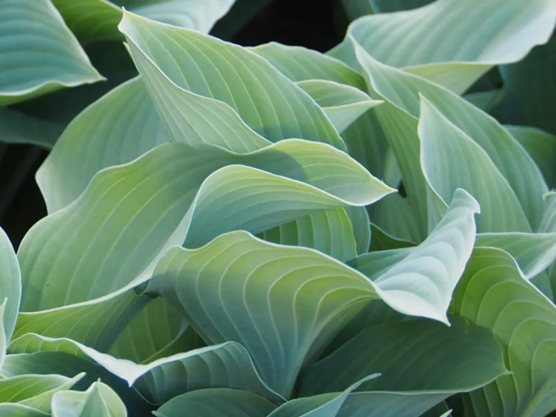 Hosta 'Krossa Regal' (Hosta 'Krossa Regal')