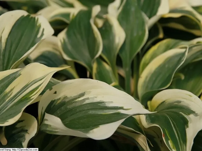 Hosta 'Liberty' (Hosta 'Liberty')
