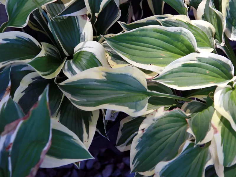 Hosta 'Patriot' (Hosta 'Patriot')