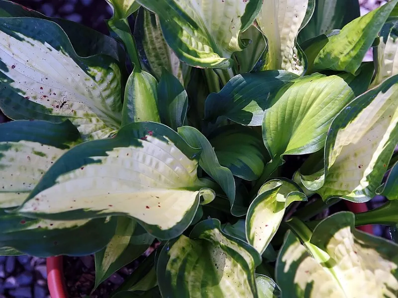 Hosta 'Paul's Glory' (Hosta 'Paul's Glory')