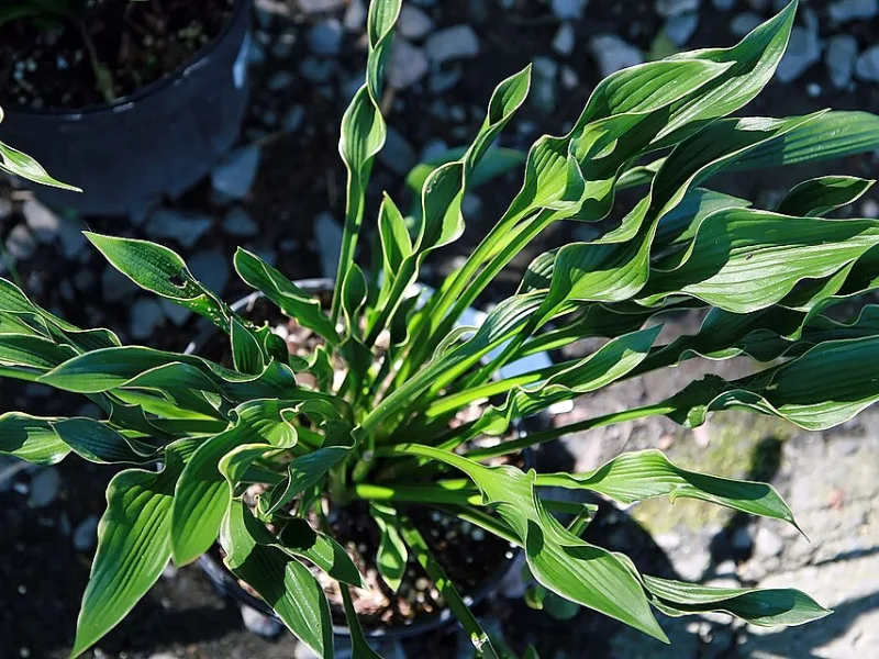 Hosta 'Praying Hands' (Hosta 'Praying Hands')