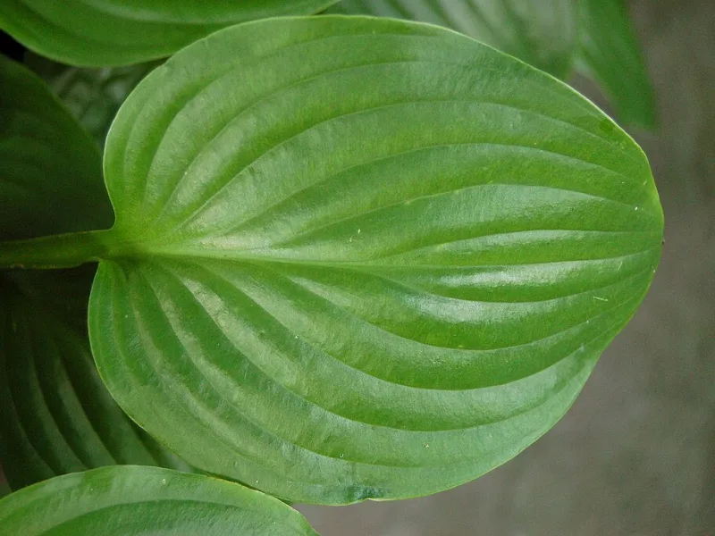Hosta 'Royal Standard' (Hosta 'Royal Standard') in flower