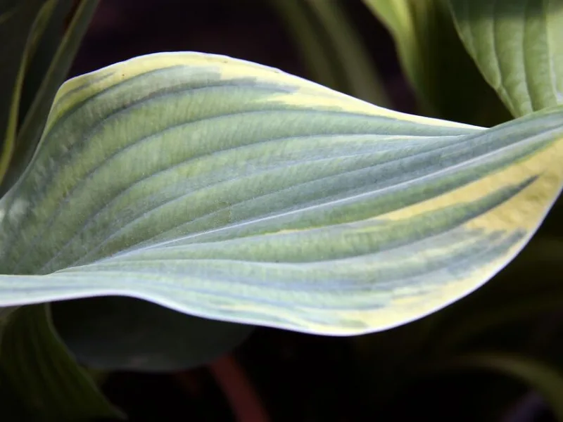 Hosta 'Sagae' (Hosta 'Sagae')