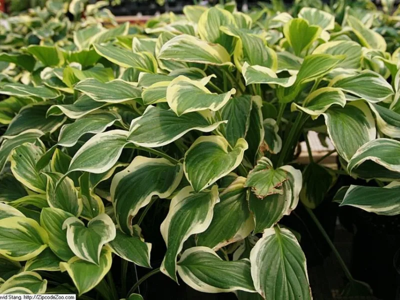 Hosta 'So Sweet' (Hosta 'So Sweet') in flower
