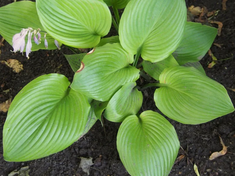 Hosta 'Sum and Substance' (Hosta 'Sum and Substance')