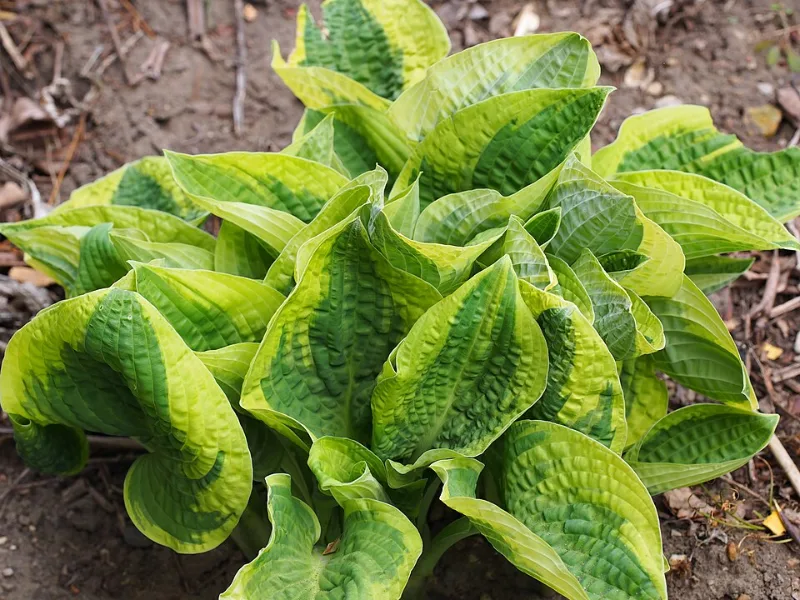 Hosta 'Wide Brim' (Hosta 'Wide Brim')