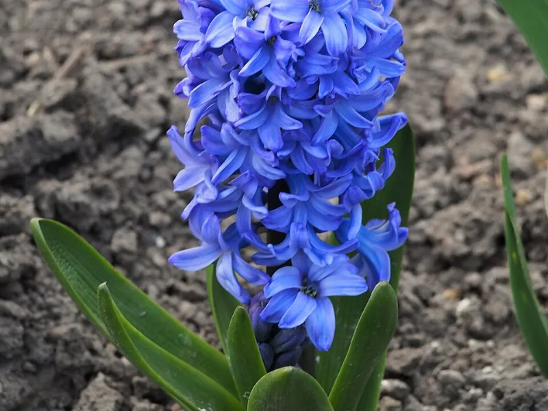Hyacinth 'Delft Blue' (Hyacinthus orientalis 'Delft Blue') in flower