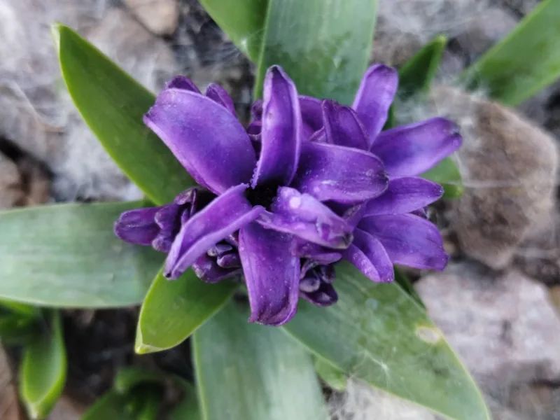 Hyacinth (Hyacinthus orientalis) in flower