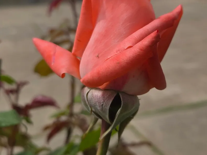 Hybrid tea rose (Rosa (Hybrid Tea Group)) in flower