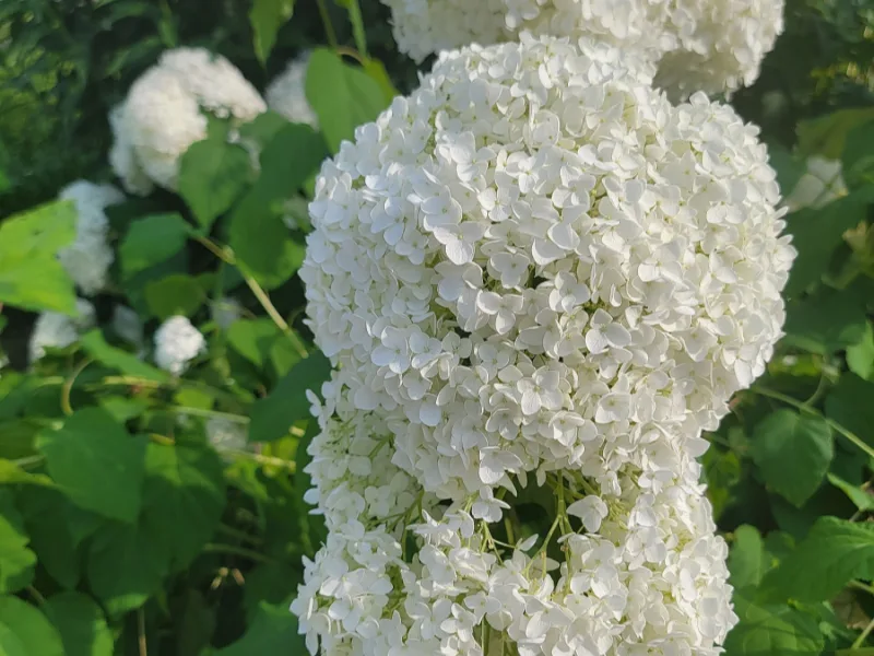 Smooth hydrangea 'Annabelle' (Hydrangea arborescens 'Annabelle') in flower
