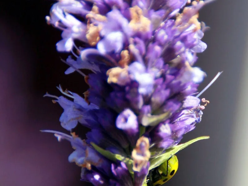 Hyssop 'Black Adder' (Agastache 'Black Adder') in flower