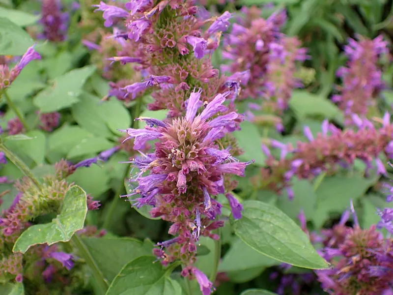 Hyssop 'Blue Boa' (Agastache 'Blue Boa') in flower
