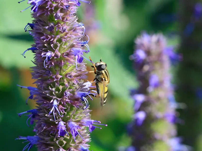 Hyssop 'Blue Fortune' (Agastache 'Blue Fortune') in flower
