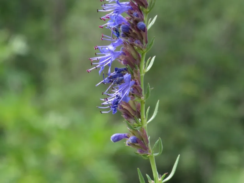 Hyssop (Hyssopus officinalis) in flower