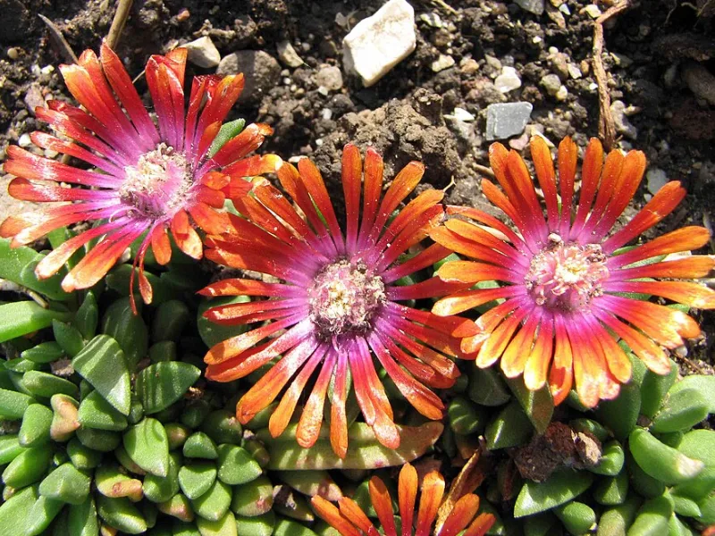 Ice plant 'Fire Spinner' (Delosperma 'Fire Spinner') in flower