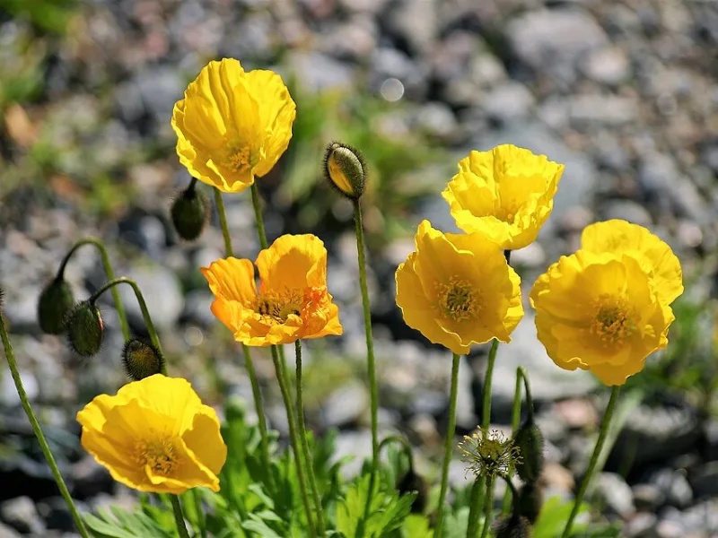 Iceland poppy (Papaver nudicaule) in flower