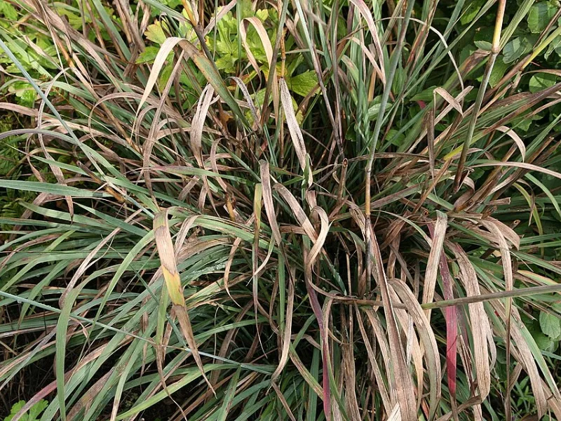 Indian grass 'Sioux Blue' (Sorghastrum nutans 'Sioux Blue') in flower