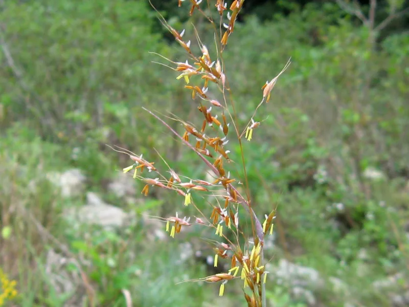 Indian grass (Sorghastrum nutans) in flower