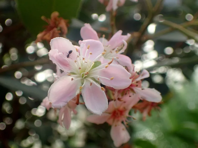 Indian hawthorn (Rhaphiolepis indica) in flower