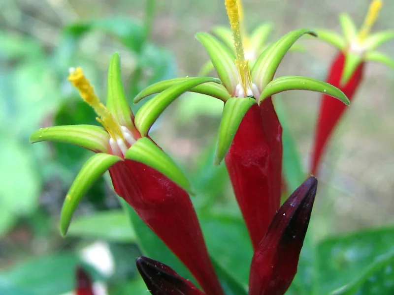 Indian pink (Spigelia marilandica) in flower