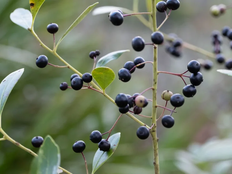 Inkberry (Ilex glabra)