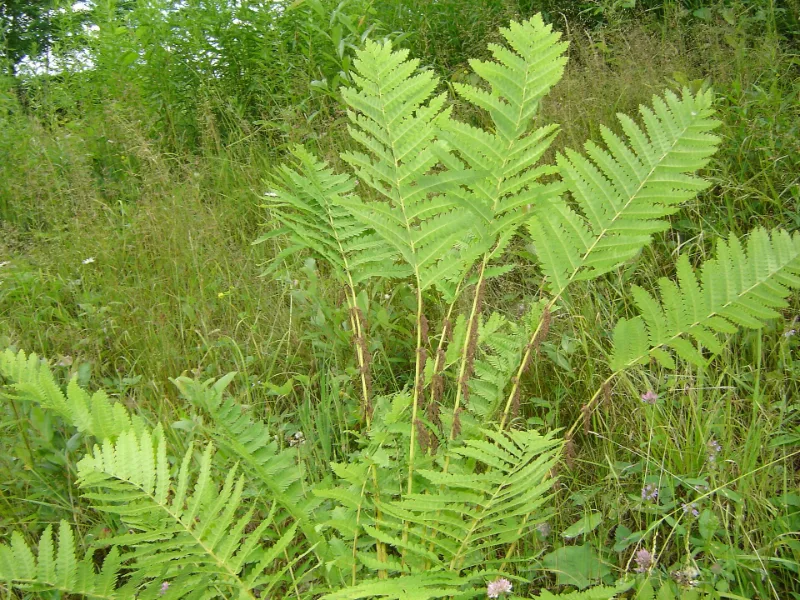 Interrupted fern (Osmunda claytoniana)