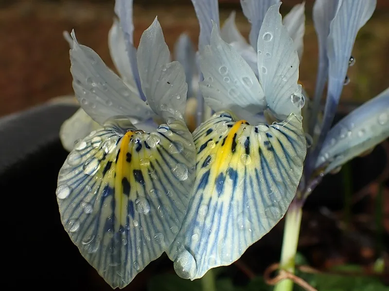 Iris 'Katharine Hodgkin' (Iris 'Katharine Hodgkin') in flower