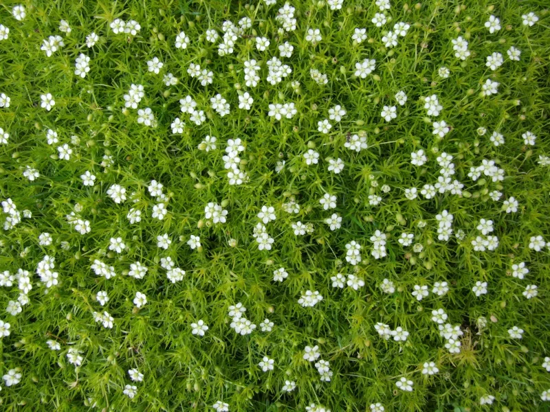 Irish moss (Sagina subulata) in flower