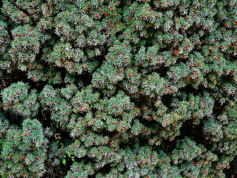Irish yew (Taxus baccata 'Fastigiata')