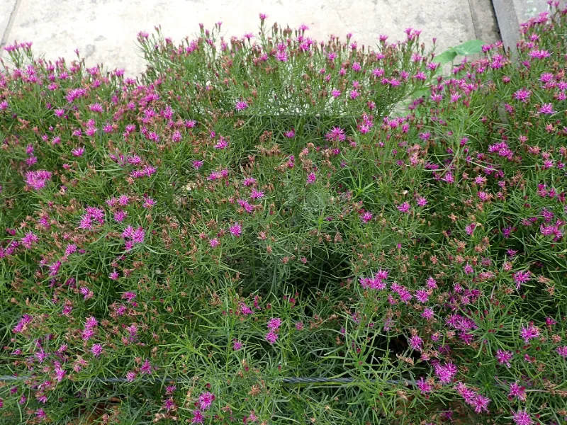 Ironweed 'Iron Butterfly' (Vernonia lettermannii 'Iron Butterfly') in flower