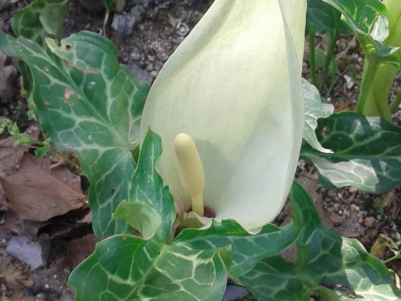 Italian arum (Arum italicum) in flower