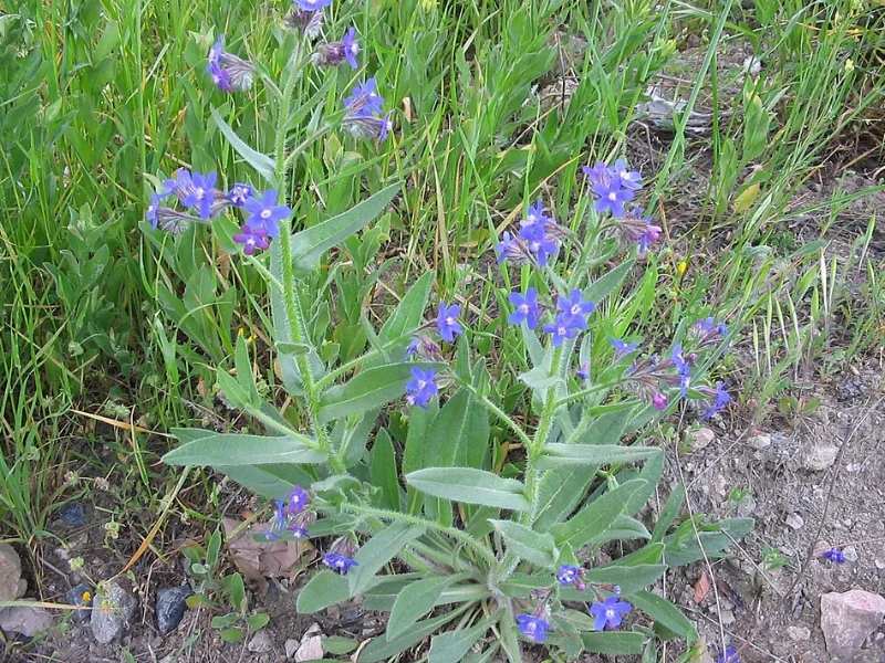Italian bugloss 'Dropmore' (Anchusa azurea 'Dropmore') in flower