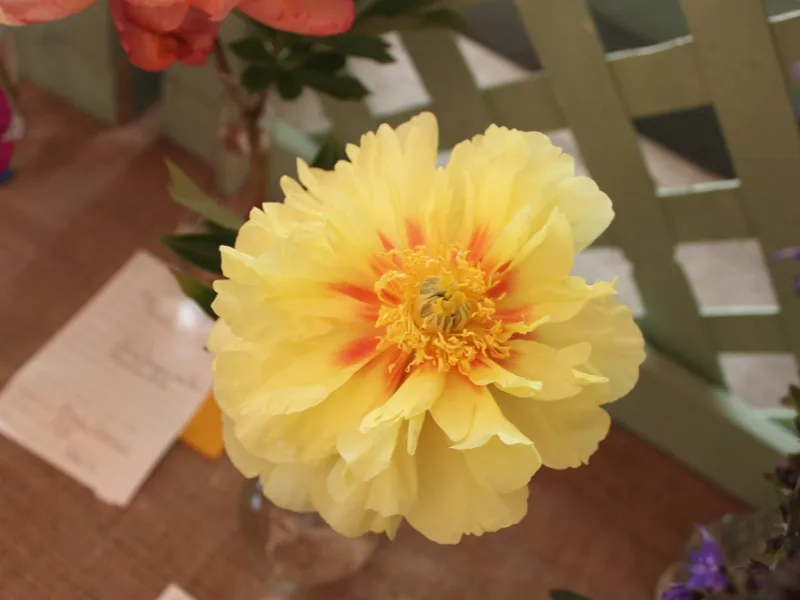Itoh peony 'Bartzella' (Paeonia 'Bartzella') in flower