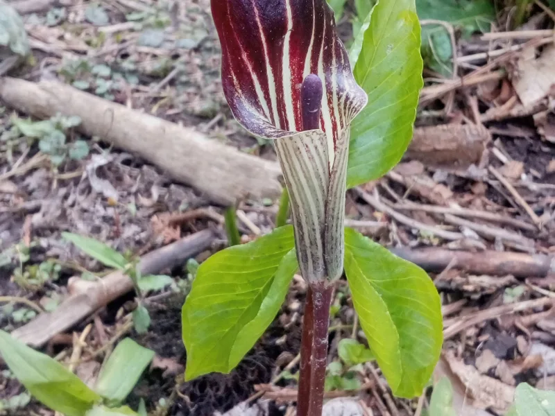 Jack-in-the-pulpit (Arisaema triphyllum) in flower