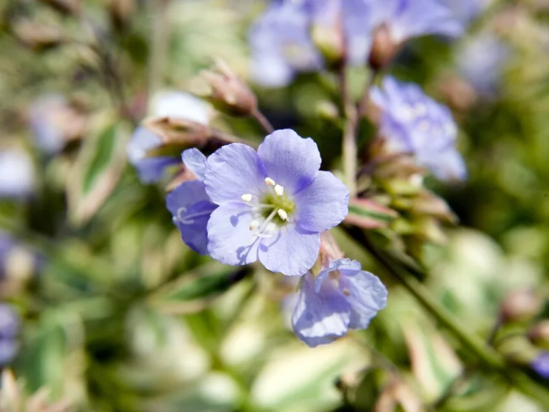 Jacob's ladder 'Stairway to Heaven' (Polemonium reptans 'Stairway to Heaven') in flower