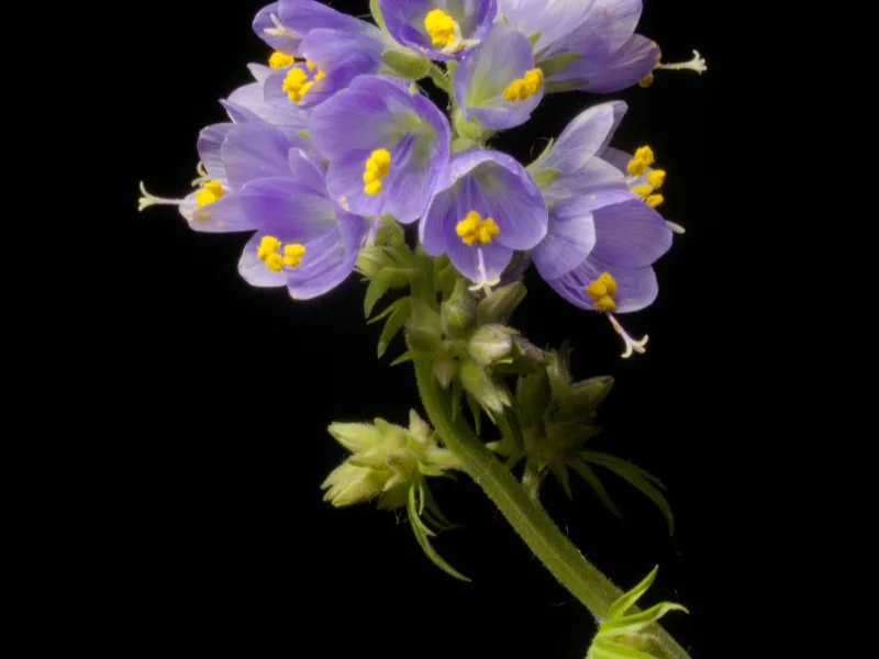 Jacob's ladder (Polemonium caeruleum) in flower