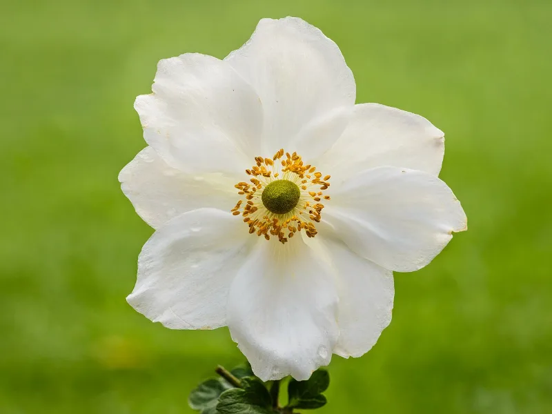 Japanese anemone 'Honorine Jobert' (Anemone x hybrida 'Honorine Jobert') in flower