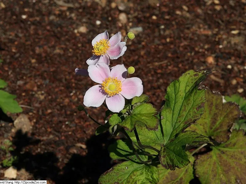Japanese anemone 'September Charm' (Anemone x hybrida 'September Charm') in flower